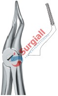 Tooth Ext Forceps